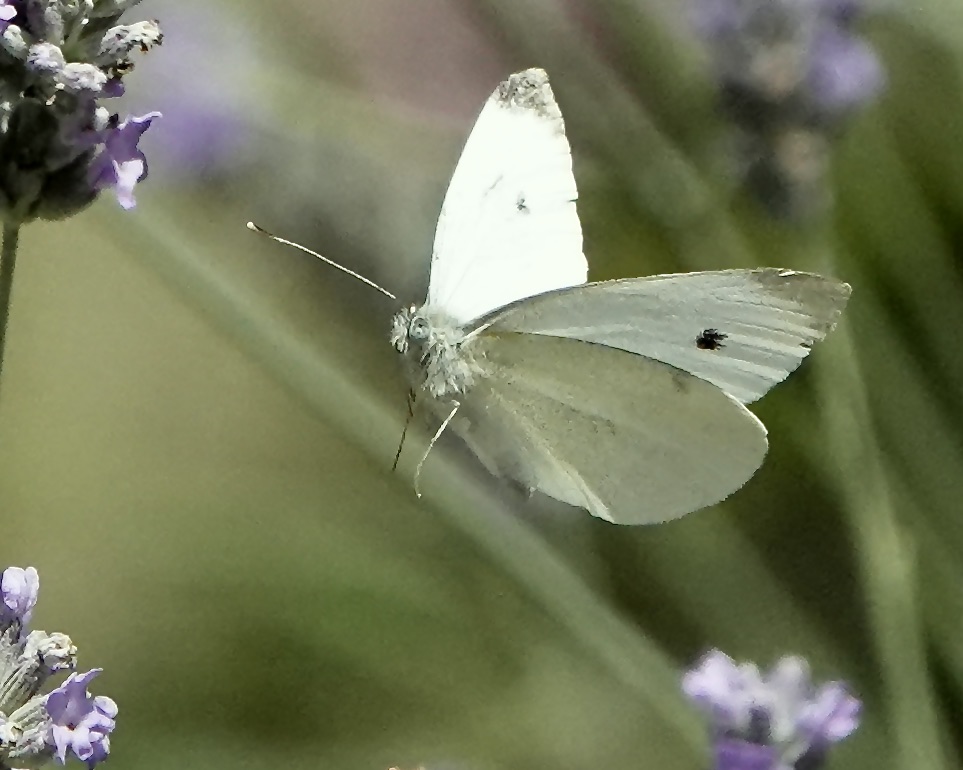 small white